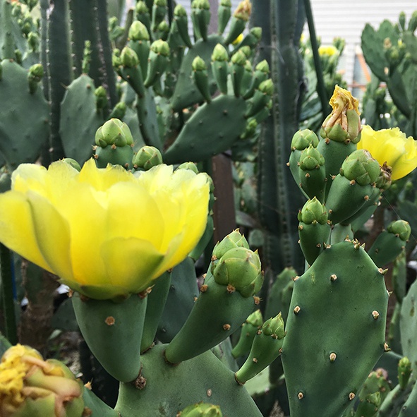 サボテンに花が咲きました スタッフブログ