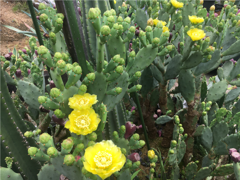 サボテンに花が咲きました スタッフブログ